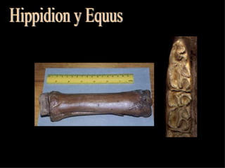 Hippidion y Equus 