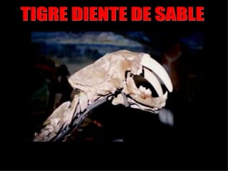 TIGRE DIENTE DE SABLE 