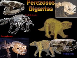 Perezosos Gigantes Celidoterio Lestodonte  Milodonte Glosoterio 