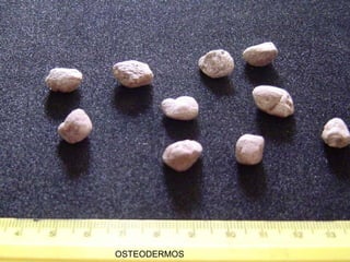 OSTEODERMOS 