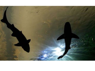 Gigantesco acuario que revela misterios de la vida en el agua abrió sus puertas en canadá