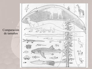 Comparación de tamaños 