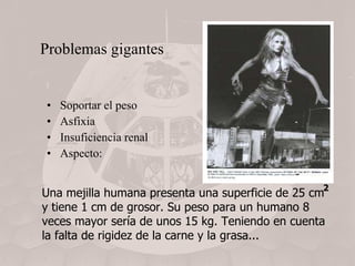 Problemas gigantes Soportar el peso  Asfixia Insuficiencia renal Aspecto: Una mejilla humana presenta una superficie de 25 cm  y tiene 1 cm de grosor. Su peso para un humano 8 veces mayor sería de unos 15 kg. Teniendo en cuenta la falta de rigidez de la carne y la grasa...  2 