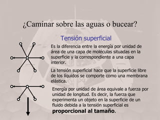 ¿Caminar sobre las aguas o bucear? Tensión superficial Es la diferencia entre la energía por unidad de área de una capa de moléculas situadas en la superficie y la correspondiente a una capa interior. La tensión superficial hace que la superficie libre de los líquidos se comporte como una membrana elástica. Energía por unidad de área equivale a fuerza por unidad de longitud. Es decir, la fuerza que experimenta un objeto en la superficie de un fluido debida a la tensión superficial es  proporcional al tamaño . 