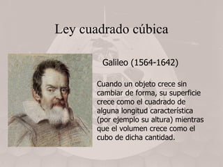 Ley cuadrado cúbica Cuando un objeto crece sin cambiar de forma, su superficie crece como el cuadrado de alguna longitud característica  (por ejemplo su altura) mientras que el volumen crece como el cubo de dicha cantidad. Galileo (1564-1642) 