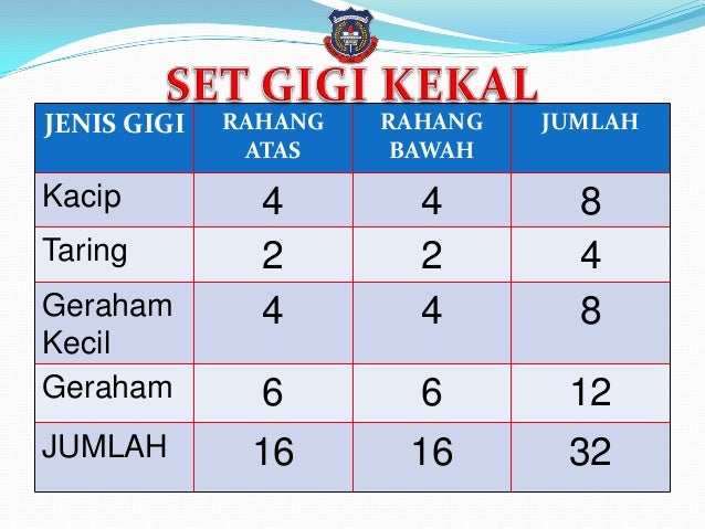 Gigi manusia