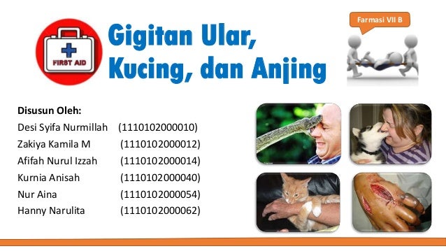 First Aid Gigitan Ular Kucing Dan Anjing
