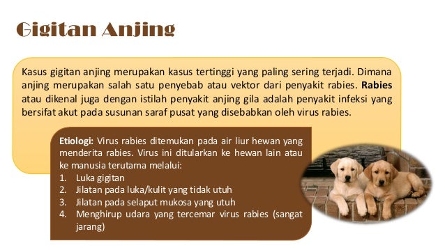 First Aid Gigitan Ular Kucing Dan Anjing