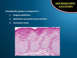16
MICROSCOPIC
ANATOMY
Histologically, gingiva is composed of :
1. Gingival epithelium
2. Epithelium-connective tissue interface
3. Connective tissue
 