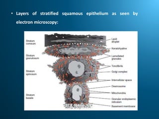 • Layers of stratified squamous epithelium as seen by
electron microscopy:
 