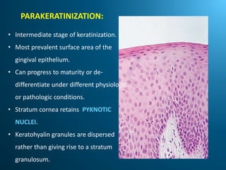 PARAKERATINIZATION:
• Intermediate stage of keratinization.
• Most prevalent surface area of the
gingival epithelium.
• Can progress to maturity or de-
differentiate under different physiologic
or pathologic conditions.
• Stratum cornea retains PYKNOTIC
NUCLEI.
• Keratohyalin granules are dispersed
rather than giving rise to a stratum
granulosum.
 