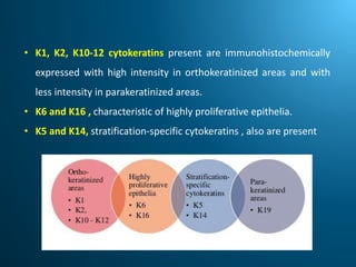 • K1, K2, K10-12 cytokeratins present are immunohistochemically
expressed with high intensity in orthokeratinized areas and with
less intensity in parakeratinized areas.
• K6 and K16 , characteristic of highly proliferative epithelia.
• K5 and K14, stratification-specific cytokeratins , also are present
 