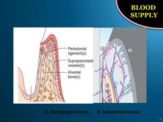 71
A. Dentogingival plexus B. Subepithelial plexus
BLOOD
SUPPLY
 