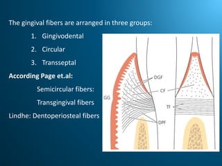 Gingival Fiber