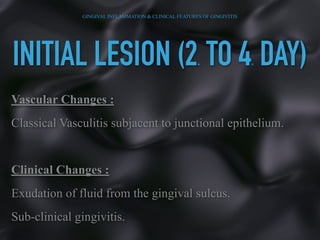 INITIAL LESION (2ND TO 4TH DAY)
Vascular Changes :
Classical Vasculitis subjacent to junctional epithelium.
Clinical Changes :
Exudation of fluid from the gingival sulcus.
Sub-clinical gingivitis.
GINGIVAL INFLAMMATION & CLINICAL FEATURES OF GINGIVITIS
 