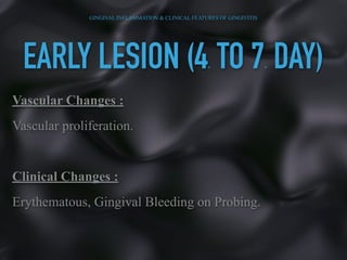 EARLY LESION (4TH TO 7TH DAY)
Vascular Changes :
Vascular proliferation.
Clinical Changes :
Erythematous, Gingival Bleeding on Probing.
GINGIVAL INFLAMMATION & CLINICAL FEATURES OF GINGIVITIS
 