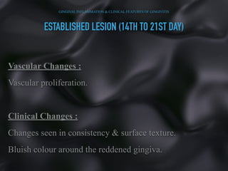 ESTABLISHED LESION (14TH TO 21ST DAY)
Vascular Changes :
Vascular proliferation.
Clinical Changes :
Changes seen in consistency & surface texture.
Bluish colour around the reddened gingiva.
GINGIVAL INFLAMMATION & CLINICAL FEATURES OF GINGIVITIS
 