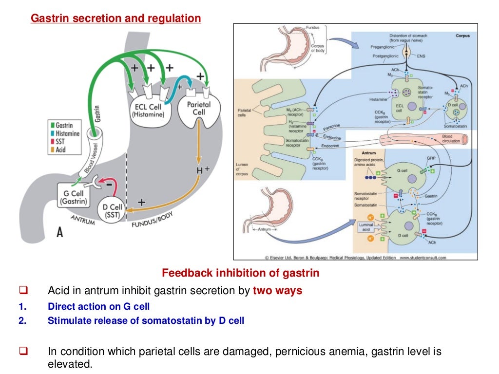 Gastrointestinal hormones ( Gastrin , secretin and cholecystokinin)