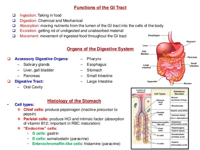 Gastric Hormones Chart