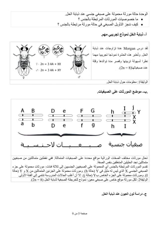 ‫طفحخ‬5ِٓ9
‫ِٛسصخ‬ ‫حبٌخ‬ ‫اٌٛحذح‬.ً‫اٌخ‬ ‫رثبثخ‬ ‫ػٕذ‬ ٟ‫عٕغ‬ ٟ‫طجغ‬ ٍٝ‫ػ‬ ‫ِحٌّٛخ‬
‫؟‬ ‫ثبٌغٕظ‬ ‫اٌّشرجطخ‬ ‫اٌّٛسصبد‬ ‫خظٛط١بد‬ ‫ِب‬
‫؟‬ ‫ثبٌغٕظ‬ ‫ِشرجطخ‬ ‫ِٛسصخ‬ ‫حبٌخ‬ ٟ‫ف‬ ٟ‫اٌظجغ‬ ً٠ٚ‫اٌزأ‬ ‫ٕٔغض‬ ‫و١ف‬
.‫أ‬-.‫مهم‬ ً‫حجرٌب‬ ‫ومىرج‬ ‫الخل‬ ‫ربابت‬
‫دسط‬ ‫ٌمذ‬Morgan‫رثبثخ‬ ‫ػٕذ‬ ‫رضاٚعبد‬ ‫ػذح‬
‫ِّٙب‬ ‫رغش٠ج١ب‬ ‫ّٔٛرعب‬ ‫اٌحششح‬ ٖ‫٘ز‬ ‫ؼزجش‬ُ‫ر‬ٚ .ً‫اٌخ‬
‫ٌغ‬ ‫ٔظشا‬‫ٚلٍخ‬ ‫رٛاٌذ٘ب‬ ‫ِذح‬ ‫ٚلظش‬ ‫رشث١زٙب‬ ‫ٌٙٛخ‬
ٙ‫طجغ١بر‬ ‫ػذد‬‫ب‬(2n = 8.)
‫اٌٛص١مخ‬1.ً‫اٌخ‬ ‫رثبثخ‬ ‫حٛي‬ ‫ِؼٍِٛبد‬ :
.‫ب‬-‫الصبغٍاث‬ ‫على‬ ‫المىرثاث‬ ‫مىضع‬.
ٓ١١‫طجغ‬ ِٓ ٓ١‫ِزّبصٍز‬ ٓ١‫ٔمطز‬ ٟ‫فف‬ .‫اٌّزّبصٍخ‬ ‫اٌظجغ١بد‬ ٍٝ‫ػ‬ ‫ِحذدح‬ ‫ِٛالغ‬ ‫اٌٛساص١خ‬ ‫اٌظفبد‬ ‫ِخزٍف‬ ‫ِٛسصبد‬ ً‫رحز‬
ٓ١ٍ١ٍ‫اٌح‬ ‫ٔغذ‬ ٓ١ٍ‫ِزّبص‬.‫اٌظفخ‬ ‫ثٕفظ‬ ٓ١‫اٌّزؼٍم‬
ٓ١١‫اٌغٕغ‬ ٓ١١‫اٌظجغ‬ ٍٝ‫ػ‬ ‫اٌّحٌّٛخ‬ ٞ‫أ‬ ‫ثبٌغٕظ‬ ‫اٌّشرجطخ‬ ‫اٌّٛسصبد‬ ُ‫رمغ‬ٌٝ‫إ‬:‫فئبد‬ ‫صالصخ‬‫عضء‬ ٍٝ‫ػ‬ ‫ِحٌّٛخ‬ ‫ِٛسصبد‬
ٟ‫اٌغٕغ‬ ٟ‫اٌظجغ‬Xٟ‫ف‬ ً١‫ِض‬ ٌٗ ‫ٌ١ظ‬ ٞ‫اٌز‬Y‫(حبٌخ‬hِٓ ٓ١ٍ‫اٌّزّبص‬ ٓ١‫اٌغضئ‬ ٍٝ‫ػ‬ ‫ِحٌّٛخ‬ ‫ِٚٛسصبد‬ .)XٚY‫(حبٌخ‬
I‫ا‬ ‫اٌغضء‬ ٍٝ‫ػ‬ ‫ِحٌّٛخ‬ ‫ِٚٛسصبد‬ .)‫ة‬ ‫ٌخبص‬Y‫(حبٌخ‬j.ٌٝٚ‫األ‬ ‫اٌفئخ‬ ٌٝ‫إ‬ ّٟ‫رٕز‬ ‫اٌّذسٚعخ‬ ‫اٌحبالد‬ ‫أغٍت‬ ْ‫أ‬ ‫إال‬ .)
‫اٌٛص١مخ‬2ٓ١‫ِؼ‬ ٟ‫طجغ‬ ٍٝ‫ػ‬ ‫خبص‬ ‫ِٛلغ‬ ‫ِٛسصخ‬ ً‫ٌى‬ :( ً‫اٌخ‬ ‫ٌزثبثخ‬ ‫اٌظجغ١خ‬ ‫ٌٍخش٠طخ‬ ‫ّٔٛرط‬ :2n = 8.)
.‫ج‬-‫الخل‬ ‫ربابت‬ ‫عىذ‬ ‫العٍىن‬ ‫لىن‬ ‫دراست‬.
 