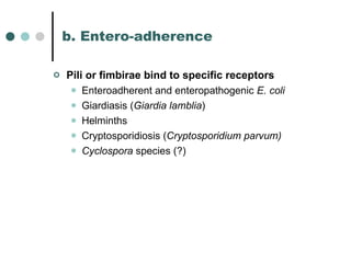 b. Entero-adherence   Pili or fimbirae bind to specific receptors   Enteroadherent and enteropathogenic  E. coli Giardiasis ( Giardia lamblia )  Helminths Cryptosporidiosis ( Cryptosporidium parvum) Cyclospora  species (?) 