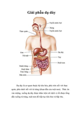 Giải phẫu dạ dày
Dạ dày là cơ quan thuộc hệ tiêu hóa, phía trên nối với thực
quản, phía dưới nối với tá tràng (đoạn đầu của ruột non). Thức ăn
vào miệng, xuống dạ dày được nhào trộn với dịch vị rồi được tống
dần xuống tá tràng, ruột non để tiếp tục tiêu hóa và hấp thu.
 