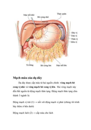 Giải phẫu dạ dày | DOCX