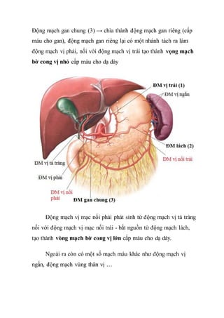 Giải phẫu dạ dày | DOCX