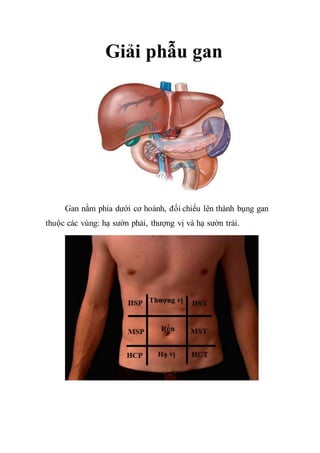 Giải phẫu gan
Gan nằm phía dưới cơ hoành, đối chiếu lên thành bụng gan
thuộc các vùng: hạ sườn phải, thượng vị và hạ sườn trái.
 