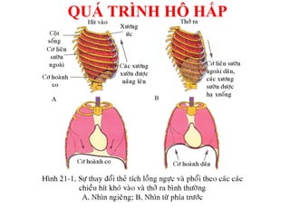QUÁ TRÌNH HÔ HẤP
 