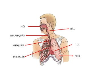 MŨI
THANH QUẢN
HẦU
KHÍ QUẢN
PHẾ QUẢN
TIM
PHỔI
HỆ HÔ HẤP
 