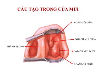 THÀNH TRONG
XOĂN MŨI GIỮA
XOĂN MŨI DƢỚI
NGÁCH MŨI DƢỚI
NGÁCH MŨI GIỮA
CẤU TẠO TRONG CỦA MŨI
 