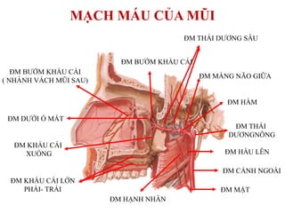 ĐM CẢNH NGOÀI
ĐM MẶT
ĐM HẦU LÊN
ĐM THÁI
DƢƠNGNÔNG
ĐM MÀNG NÃO GIỮA
ĐM THÁI DƢƠNG SÂU
ĐM BƢỚM KHẨU CÁI
ĐM HẠNH NHÂN
ĐM KHẨU CÁI LỚN
PHẢI- TRÁI
ĐM KHẨU CÁI
XUỐNG
ĐM DƢỚI Ổ MẮT
ĐM BƢỚM KHẨU CÁI
( NHÁNH VÁCH MŨI SAU)
ĐM HÀM
MẠCH MÁU CỦA MŨI
 