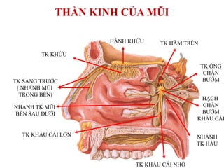 HÀNH KHỨU TK HÀM TRÊN
TK ỐNG
CHÂN
BƢỚM
HẠCH
CHÂN
BƢỚM
KHẨU CÁI
NHÁNH
TK HẦU
TK KHẨU CÁI NHỎ
TK KHỨU
TK SÀNG TRƢỚC
( NHÁNH MŨI
TRONG BÊN)
NHÁNH TK MŨI
BÊN SAU DƢỚI
TK KHẨU CÁI LỚN
THẦN KINH CỦA MŨI
 