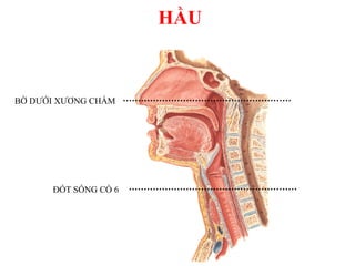 BỜ DƢỚI XƢƠNG CHẨM
ĐỐT SỐNG CỔ 6
HẦU
 