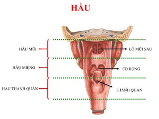 HẦU MŨI
HẦU MIỆNG
HẦU THANH QUẢN THANH QUẢN
EO HỌNG
LỖ MŨI SAU
HẦU
 