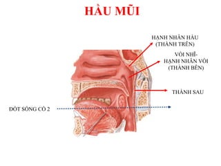 HẠNH NHÂN HẦU
(THÀNH TRÊN)
VÕI NHĨ-
HẠNH NHÂN VÕI
(THÀNH BÊN)
THÀNH SAU
ĐỐT SỐNG CỒ 2
HẦU MŨI
 