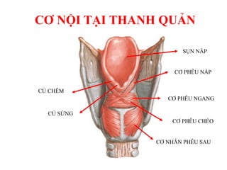 CƠ NHẪN PHỄU SAU
CƠ PHỄU NGANG
CƠ PHỄU CHÉO
CƠ PHỄU NẮP
CỦ SỪNG
CỦ CHÊM
SỤN NẮP
CƠ NỘI TẠI THANH QUẢN
 