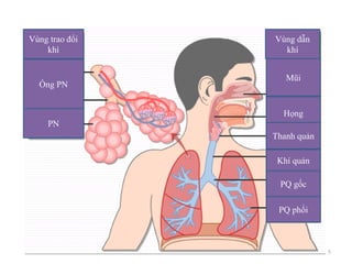 5
Vùng trao đổi
khí
Ống PN
PN
Vùng dẫn
khí
Mũi
Họng
Thanh quản
Khí quản
PQ gốc
PQ phổi
HỆ HÔ HẤP
 