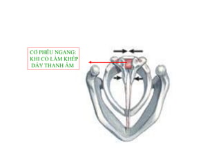 CƠ PHỄU NGANG:
KHI CO LÀM KHÉP
DÂY THANH ÂM
 