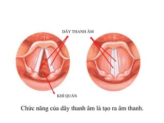 DÂY THANH ÂM
KHÍ QUẢN
Chức năng của dây thanh âm là tạo ra âm thanh.
 