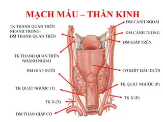 TK THANH QUẢN TRÊN
NHÁNH NGOÀI
TK THANH QUẢN TRÊN
NHÁNH TRONG-
ĐM THANH QUẢN TRÊN
ĐM GIÁP TRÊN
ĐM GIÁP DƢỚI
TK QUẶT NGƢỢC (T)
TK X (T)
ĐM THÂN GIÁP CỔ
TK X (P)
TK QUẶT NGƢỢC (P)
CƠ KHÍT HẦU DƢỚI
ĐM CẢNH TRONG
ĐM CẢNH NGOÀI
MẠCH MÁU – THẦN KINH
 