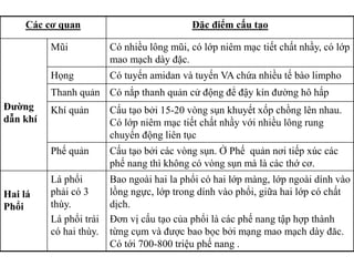 Các cơ quan Đặc điểm cấu tạo
Đƣờng
dẫn khí
Mũi Có nhiều lông mũi, có lớp niêm mạc tiết chất nhầy, có lớp
mao mạch dày đặc.
Họng Có tuyến amidan và tuyến VA chứa nhiều tế bào limpho
Thanh quản Có nắp thanh quản cử động để đậy kín đƣờng hô hấp
Khí quản Cấu tạo bởi 15-20 vòng sụn khuyết xốp chồng lên nhau.
Có lớp niêm mạc tiết chất nhầy với nhiều lông rung
chuyển động liên tục
Phế quản Cấu tạo bởi các vòng sụn. Ở Phế quản nơi tiếp xúc các
phế nang thì không có vòng sụn mà là các thớ cơ.
Hai lá
Phổi
Lá phổi
phải có 3
thùy.
Lá phổi trái
có hai thùy.
Bao ngoài hai la phổi có hai lớp màng, lớp ngoài dính vào
lồng ngực, lớp trong dính vào phổi, giữa hai lớp có chất
dịch.
Đơn vị cấu tạo của phổi là các phế nang tập hợp thành
từng cụm và đƣợc bao bọc bởi mạng mao mạch dày đăc.
Có tới 700-800 triệu phế nang .
 