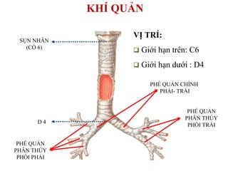 D 4
SỤN NHẪN
(CỔ 6)
PHẾ QUẢN
PHÂN THÙY
PHỔI TRÁI
PHẾ QUẢN
PHÂN THÙY
PHỔI PHẢI
PHẾ QUẢN CHÍNH
PHẢI- TRÁI
KHÍ QUẢN
VỊ TRÍ:
 Giới hạn trên: C6
 Giới hạn dƣới : D4
 
