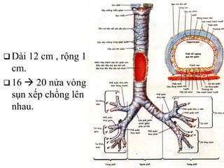  Dài 12 cm , rộng 1
cm.
 16  20 nửa vòng
sụn xếp chồng lên
nhau.
 