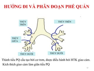 THÙY
TRÊN
THÙY DƢỚI
THÙY TRÊN
THÙY DƢỚI
HƢỚNG ĐI VÀ PHÂN ĐOẠN PHẾ QUẢN
THÙY
GIỮA
62
Thành tiểu PQ cấu tạo bởi cơ trơn, đƣợc điều hành bởi HTK giao cảm.
Kích thích giao cảm làm giãn tiểu PQ
 