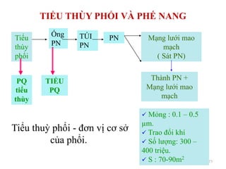 TIỂU THÙY PHỔI VÀ PHẾ NANG
73
Tiểu
thùy
phổi
PQ
tiểu
thùy
Ống
PN
TIỂU
PQ
Mạng lƣới mao
mạch
( Sát PN)
Thành PN +
Mạng lƣới mao
mạch
 Mỏng : 0.1 – 0.5
µm.
 Trao đổi khí
 Số lƣợng: 300 –
400 triệu.
 S : 70-90m2
TÖI
PN
PN
Tiểu thuỳ phổi - đơn vị cơ sở
của phổi.
 