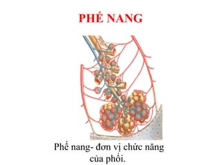 PHẾ NANG
Phế nang- đơn vị chức năng
của phổi.
 