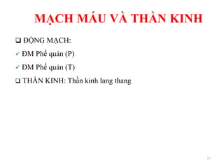 MẠCH MÁU VÀ THẦN KINH
 ĐỘNG MẠCH:
 ĐM Phế quản (P)
 ĐM Phế quản (T)
 THẦN KINH: Thần kinh lang thang
77
 