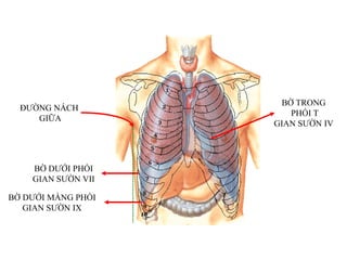 BỜ DƢỚI PHỔI
GIAN SƢỜN VII
BỜ DƢỚI MÀNG PHỔI
GIAN SƢỜN IX
BỜ TRONG
PHỔI T
GIAN SƢỜN IV
ĐƢỜNG NÁCH
GIỮA
 
